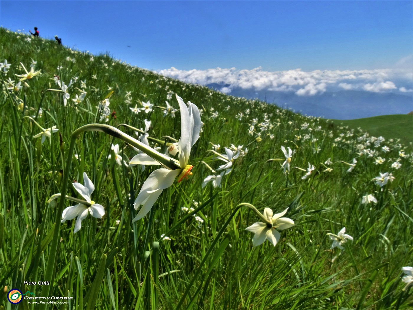 46 Distese di narcisi sul versante sud in vetta al Linzone.JPG